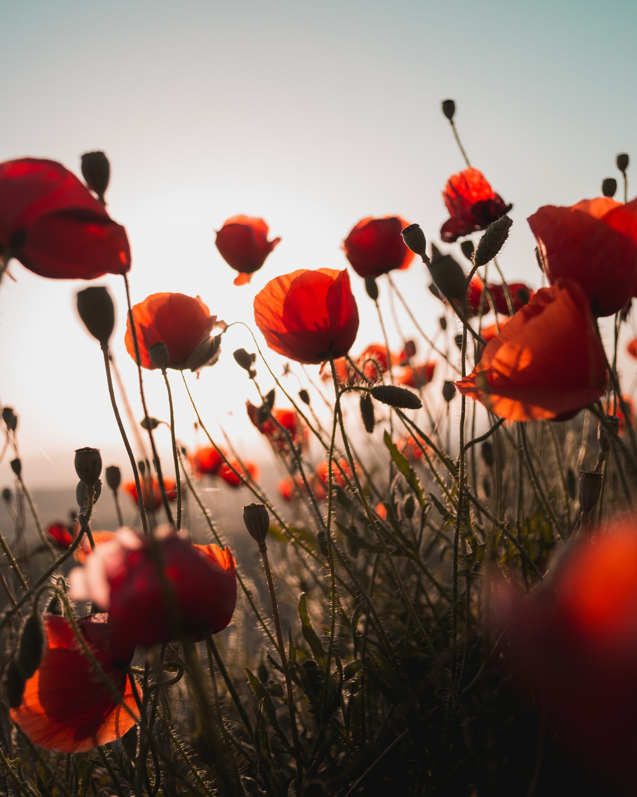 milos-tonchevski-zVH_KLQWWM8-unsplash